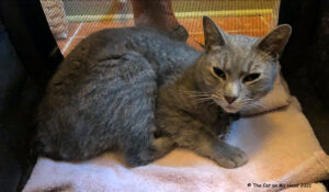 Grey Manx tabby cat, Sawyer, returns from his walkabout.