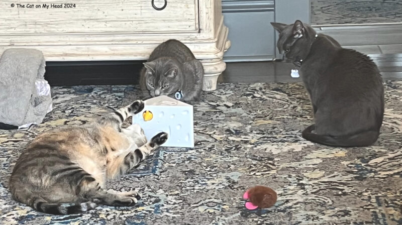 Three cats playing with an interactive cheese and mouse cat toy to celebrate World Animal Enrichment Day.