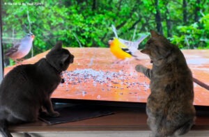 Two cats watching birds on TV to celebrate World Animal Enrichment Day.