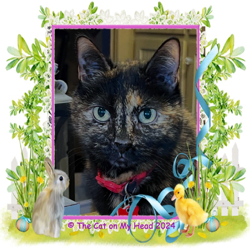 A tortie cat, Astrid, has a selfie framed for Easter with a bunny and a duck.