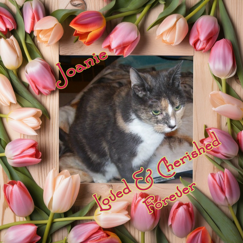 A dilute tortie cat in a frame with tulips and the words: Joanie, Loved & Cherished Forever.