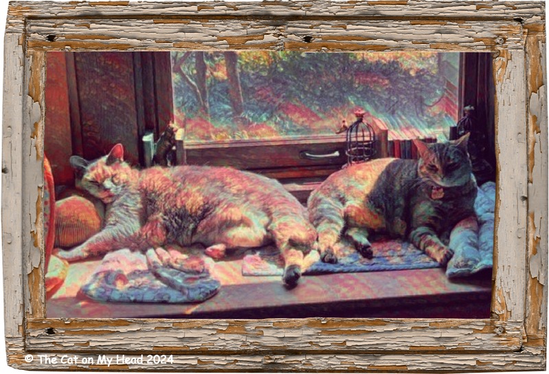 sunpuddle sharing cats Two cats backed up to each other sharing a sunpuddle.