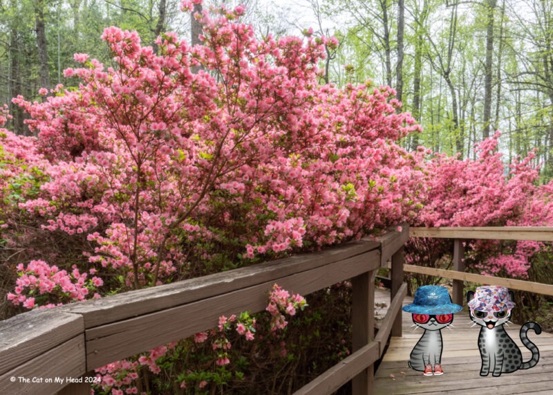Periwinkle Stinky Happy Hollow Two cartoon tabby cats wearing hats and standing on a wooden path with a background of pink azaleas.