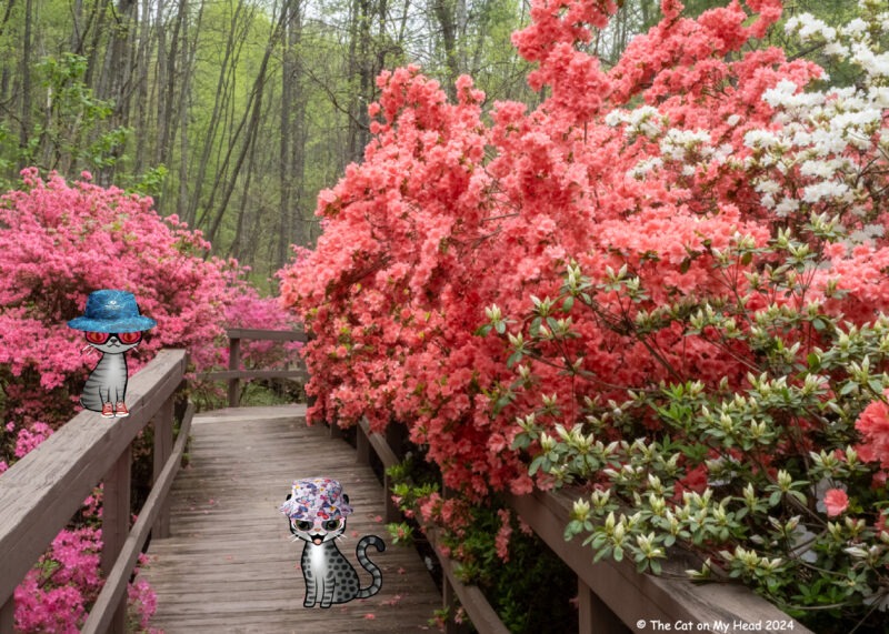 Periwinkle Stinky Happy Hollow Two cartoon tabby cats wearing sun hats (one on a wooden railing and one on a wooden path) surrounded by azaleas.