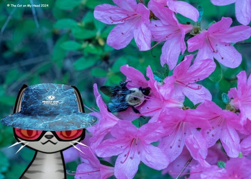 Periwinkle Stinky Happy Hollow Cartoon tabby cat in a blue hat with pink azaleas and a large bee.