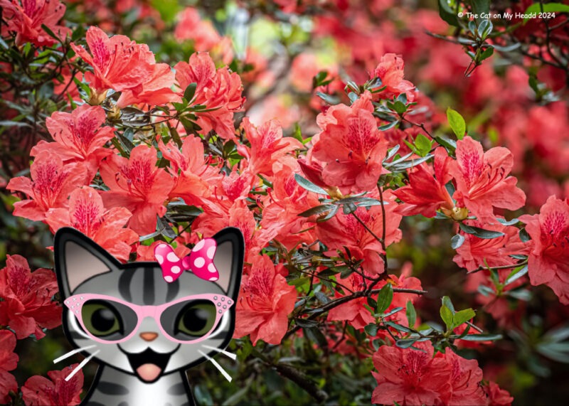 Periwinkle Stinky Happy Hollow Tabby cat with pink and white polka dot hair bow in front of a background of coral azaleas.