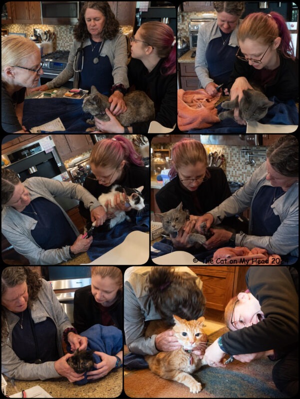 A collage of six photos each with a different cat, and each being examined by an LVT and veterinarian. 