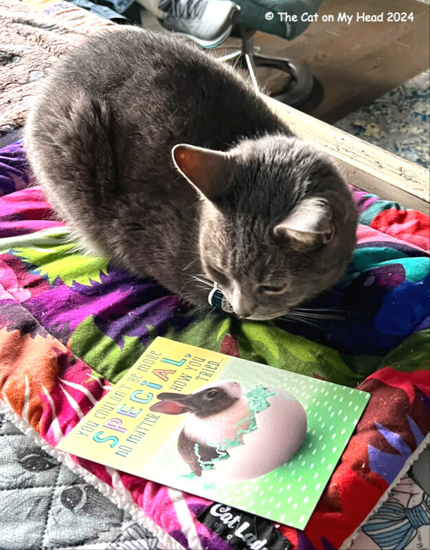 A grey tabby cat looking at an Easter card.