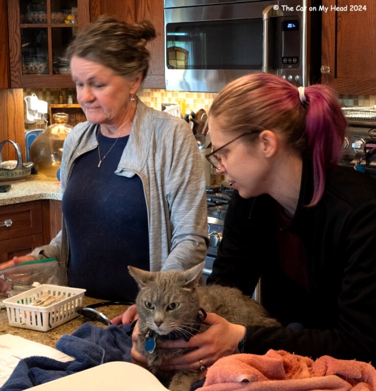Feline Friday Sawyer Feline Friday Sawyer: A grey tabby cat being held by a woman with pinkish hair next to a confused-looking woman.