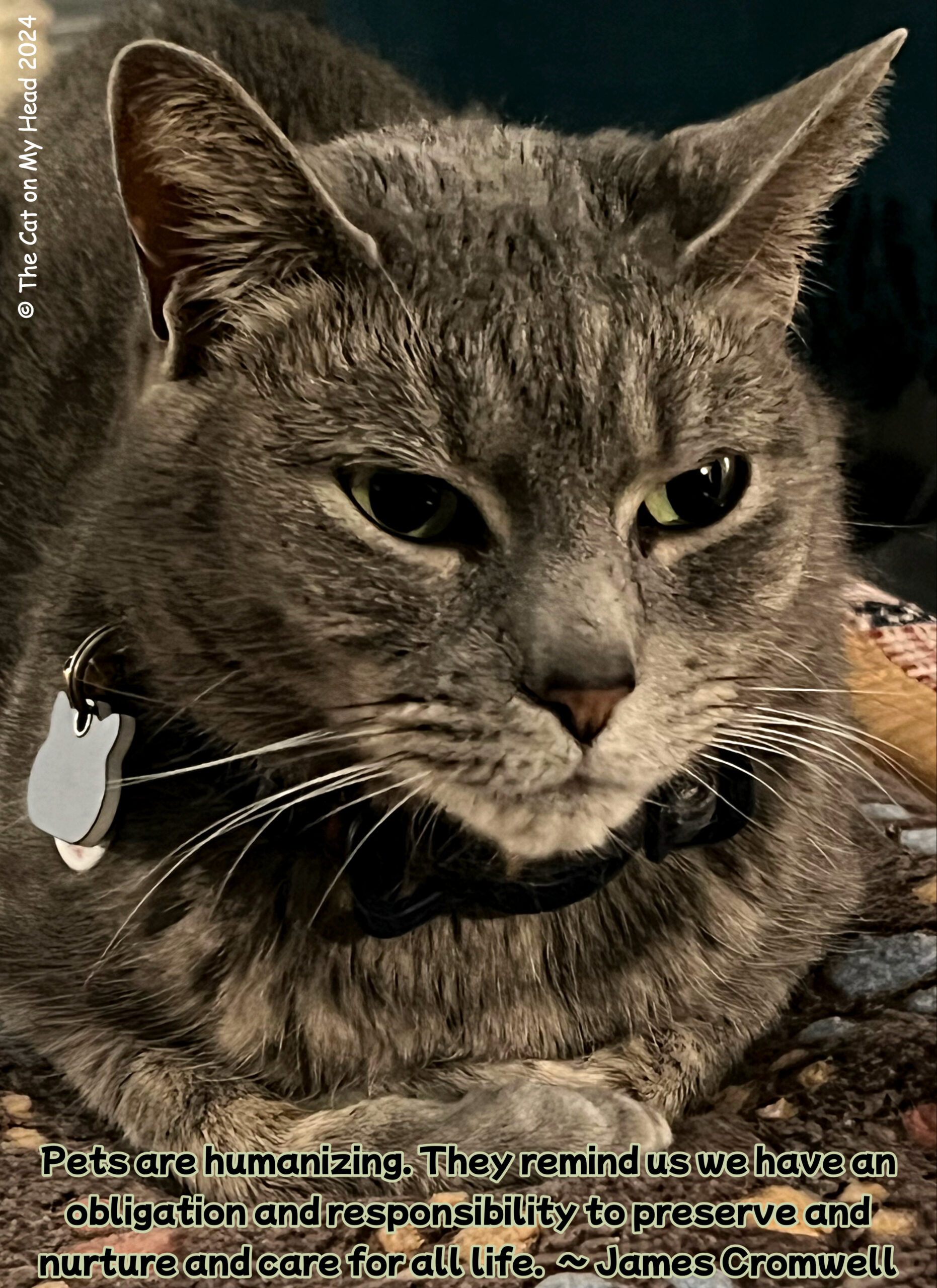 Grey tabby cat with the following quote from James Cromwell, "Pets are humanizing. They remind us we have an obligation and responsibility to preserve nurture all life."