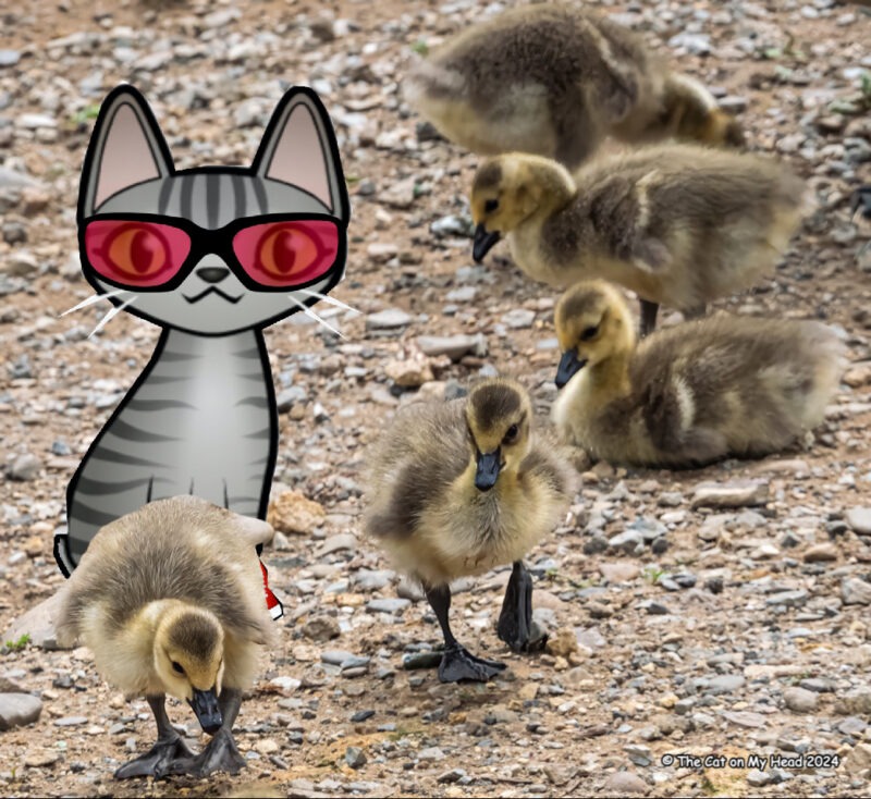 Periwinkle Stinky geese turtles A cartoon tabby cat, Stinky, and five goslings.