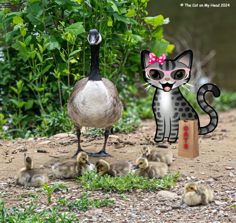 Periwinkle Stinky geese turtles A cartoon tabby cat, Periwinkle, with an adult goose and six goslings.