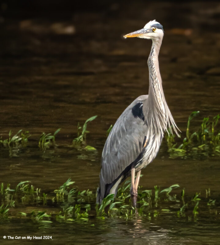 Periwinkle Stinky geese turtles A heron standing among grass in shallow water.