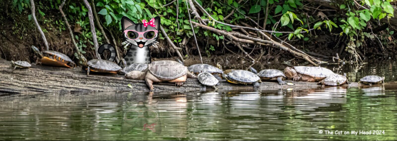 Periwinkle Stinky geese turtles A cartoon tabby cat, Periwinkle, and 12 turtles.