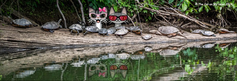 Periwinkle Stinky geese turtles Two cartoon tabby cats, Periwinkle and Stinky, with 14 turtles. on a log.