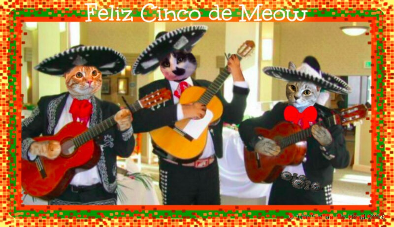 Cinco de Meow Three cats dressed as mariachi musicians.