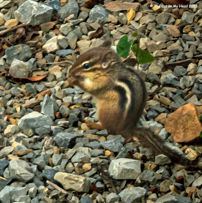 here's chippie Here's Chippie: Photo of a chipmunk sitting gravel.