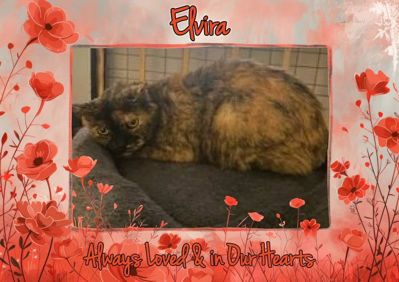 Tortoise shell cat in a frame with orange poppies.