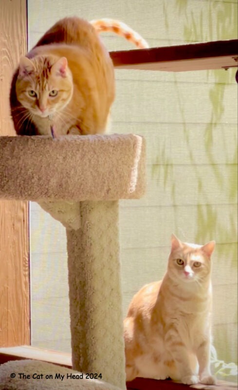 Memorial Day Spark & Catio Kitties Two ginger tabby cats on a cat tree on a catio.