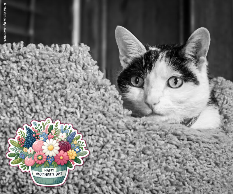 Black and white cat in a black and white photo with a colorful Mother's Day sticker.