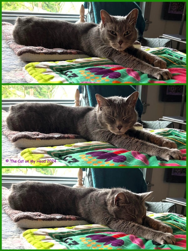 Nap & dream: Collage of a grey Manx tabby cat starting to fall asleep and then totally asleep.