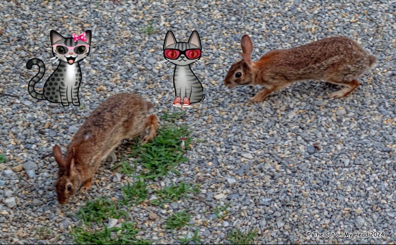 Two cartoon tabby cats with two live bunnies.