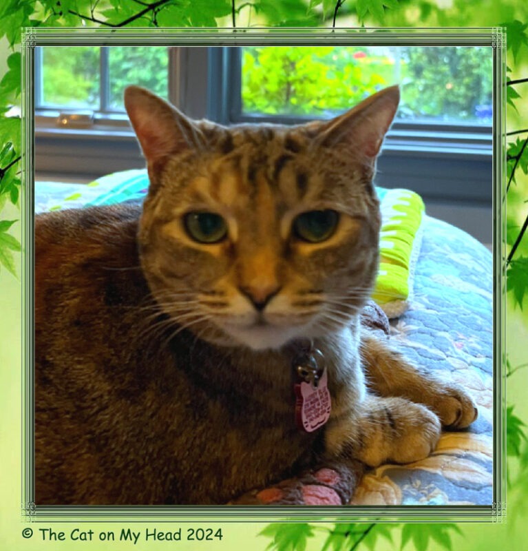 fuzzy selfie Fuzzy selfie of a torbie cat in a green foliage-patterned frame.