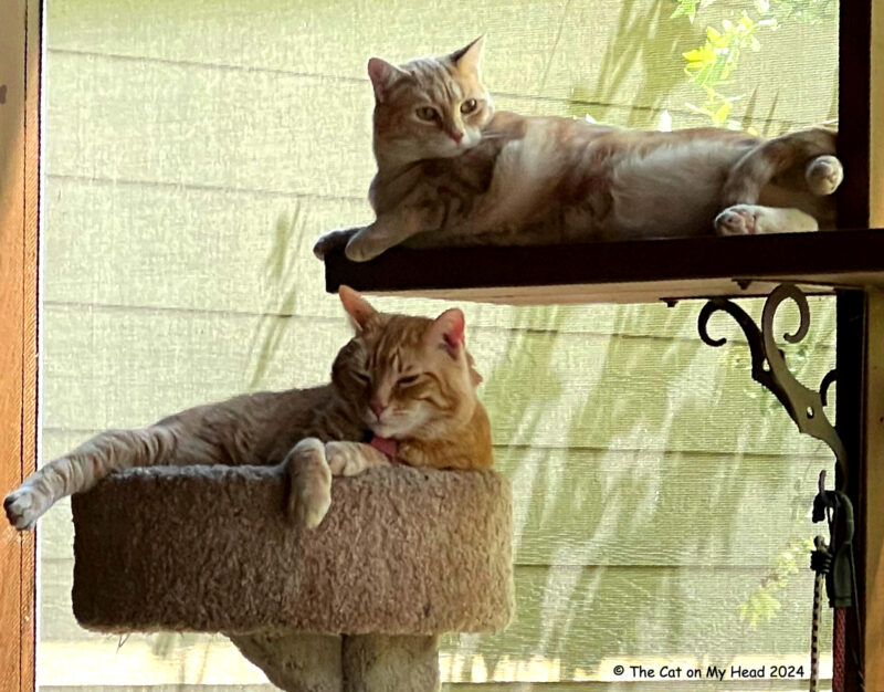 Two ginger cats are cohorts on a catio, one in a cat tree and one on a perch.