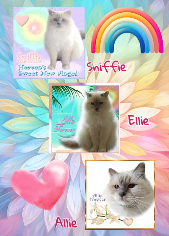 Periwinkle Stinky World Pet Memorial Day Periwinkle Stinky World Pet Memorial Day: Three Birman cats on a pastel flower background with a heart and rainbow sticker.