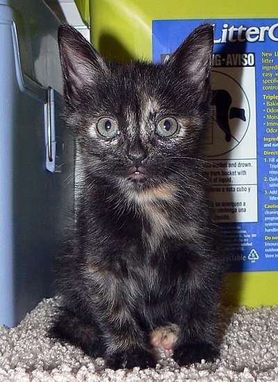 snug bug Tortoise shell kitten is snug as a bug.