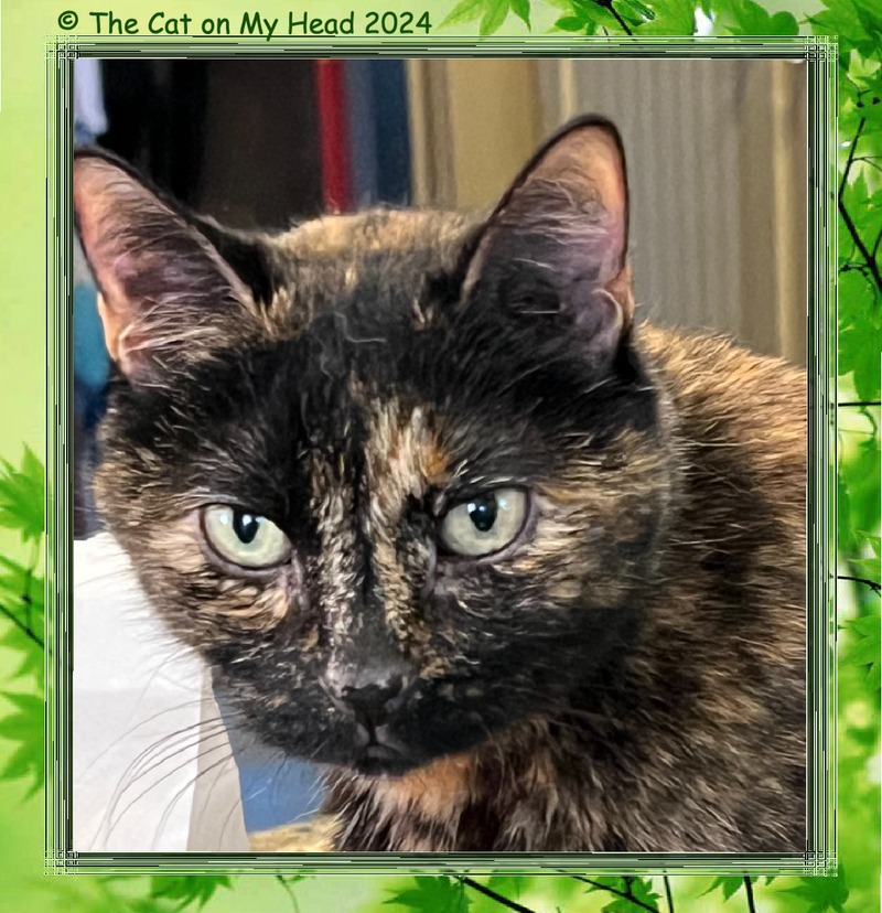 terrific tiny tortie Selfie of a tortoise shell cat in a green, leaf-patterned frame.
