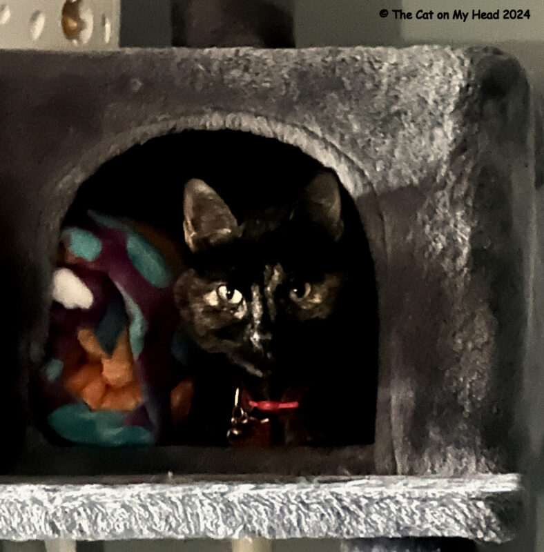 snug bug A tortoise shell cat is snug as a bug in a cat tree cubby.