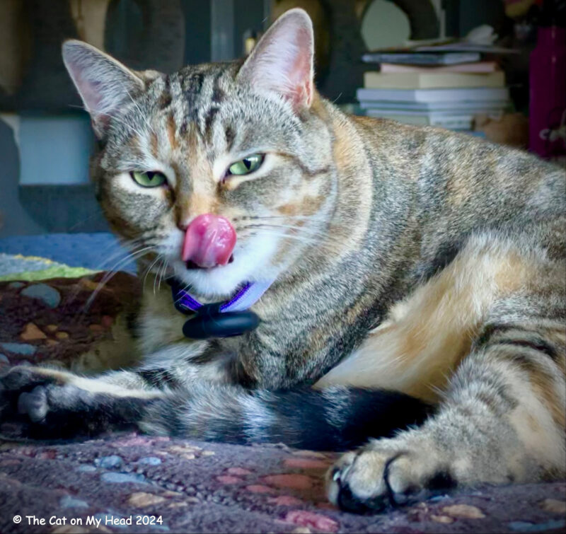 mom blogging duties Mom blogging duties are taken over by a torbie cat with a squinty-eyed and raspberry selfie.