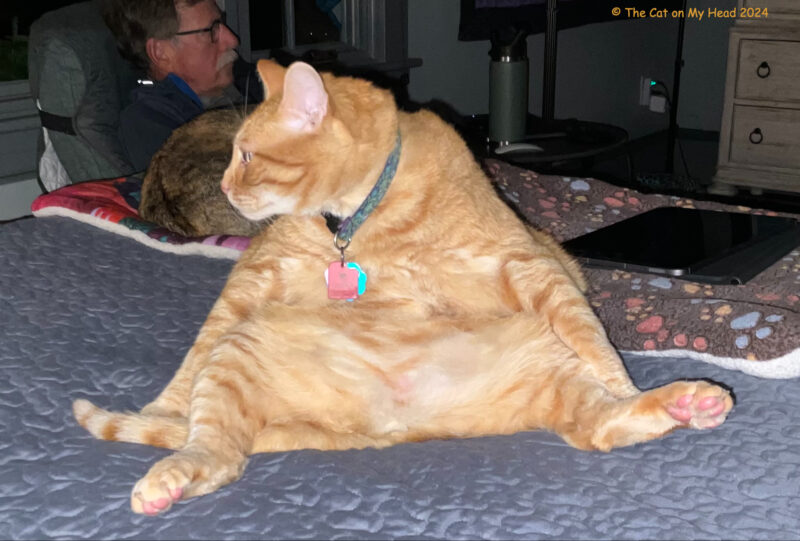 belly beans A large ginger tabby cat shows off his ample belly and pink toe beans.