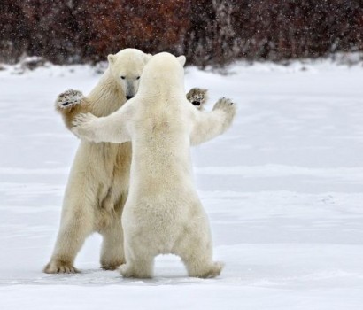 dance lesson thankfuls Dance lesson thankfuls: Two polar bears standing on hind legs and dancing.
