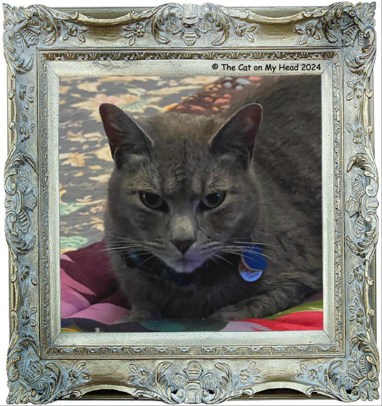 celebration selfies Portrait of a grey tabby cat in a frame.