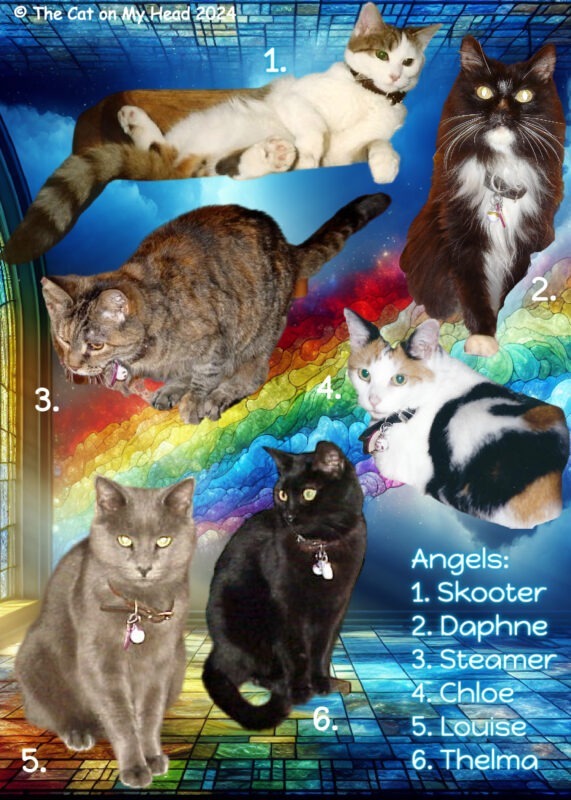 Collage of six cats on a rainbow background.
