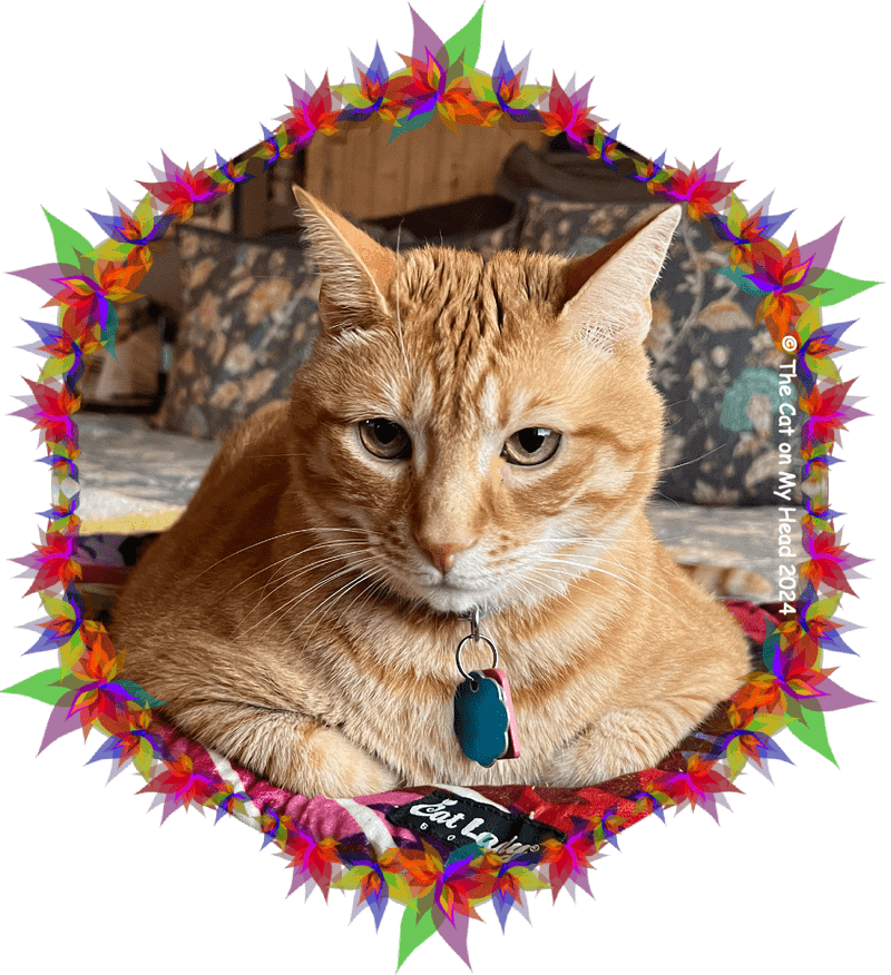 loafing tabby selfie Selfie of a portly, loafing ginger tabby cat.