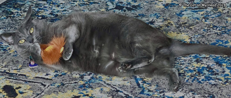A grey cat looks a little dazed and confused as she chews on a lion head catnip toy.