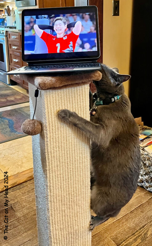 Grey cat climbing a scratching post to get to computer in celebration of World Animal Enrichment Day.