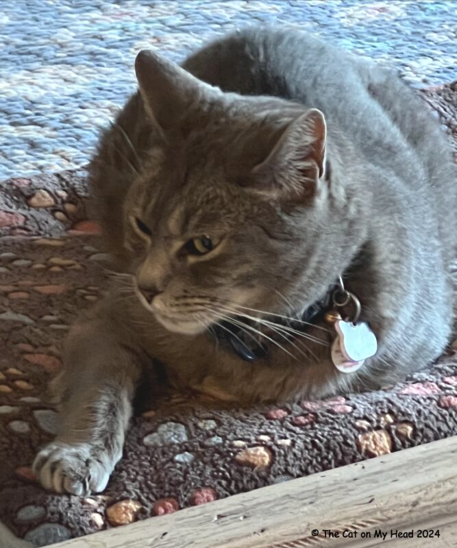 Grey tabby Manx cat.