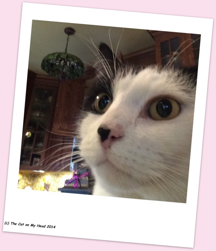 Remembering Misty May: Tuxie cat in a polaroid type photo with a pink frame.