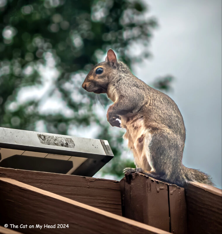 Squirrel atop pergola looking for nut.