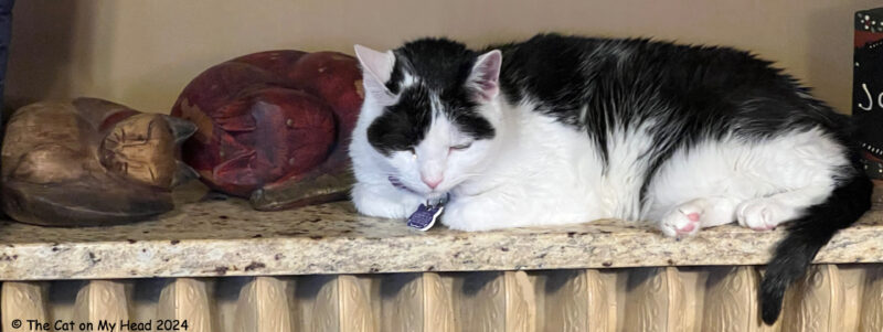 tummy toe beans A tuxedo cat napping atop a radiator while warming her tummy and toe beans.