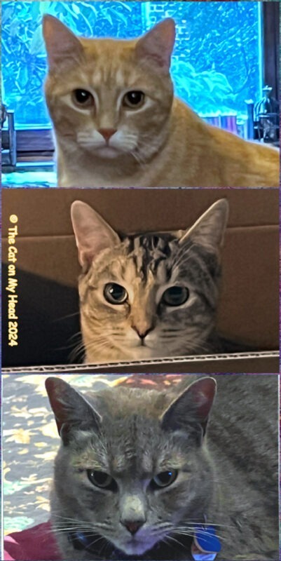 Periwinkle Stinky feral cats: Three feral cats in a collage.
