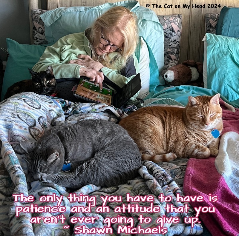 spark patience attitude Three cats, tortoise shell, grey tabby and ginger tabby, and a blonde lady in bed with the quote, "The only thing you have to have is patience and an attitude that you aren't ever going to give up," by Shawn Michaels.