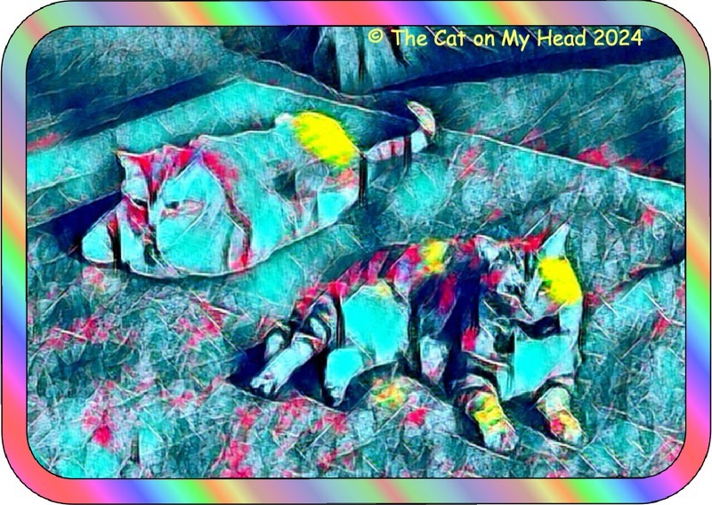 colorful chunky cats Two chunky tabby cats pose for some colorful art with a rainbow striped frame.