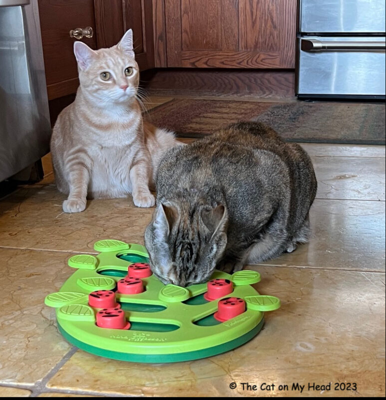 Two young tabby cats with a treat puzzle for World Animal Enrichment Day.