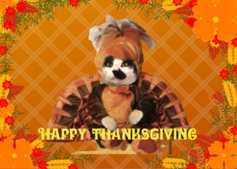 Thanksgiving Thankfuls: Tuxedo cat dressed as a turkey.