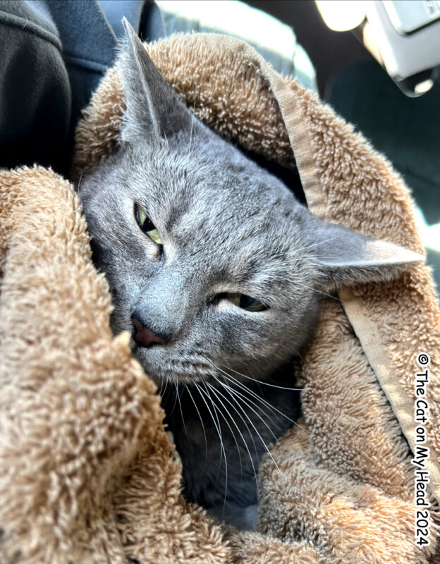 seizure selfie A selfie of a grey tabby cat wrapped in a towel after having a seizure.
